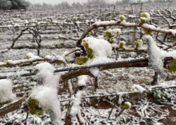 Tarihimizin en büyük zirai don olaylarından birini yaşadık