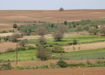 Trakya'da artan böcek popülasyonu tarımsal üretimi olumsuz etkiliyor