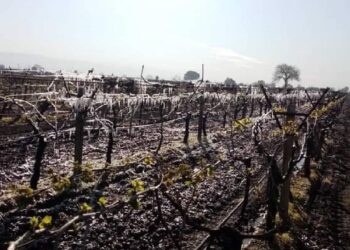 Yeni Yol’dan Manisa’daki Don Felaketiyle İlgili Bakan Yumaklı’ya 10 Soru