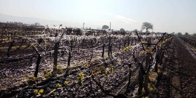 Yeni Yol’dan Manisa’daki Don Felaketiyle İlgili Bakan Yumaklı’ya 10 Soru