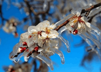 Zirai Don Felaketinin Ardından Dikkat Çeken Çıkış: 'Hasarı Önlemek Devletin Görevidir'