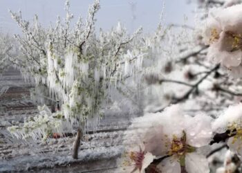 'Zirai Don' Komisyonu Kararı Resmi Gazete'de! Tüm Yönleriyle Araştırılacak