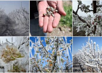 Zirai don sonrası üreticiye acil destek sağlanmalı