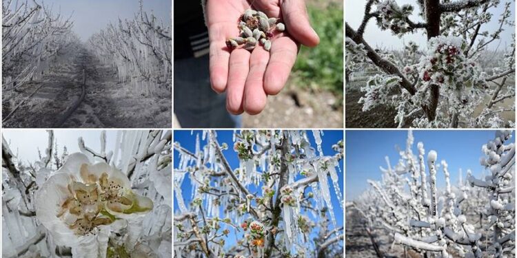 Zirai don sonrası üreticiye acil destek sağlanmalı