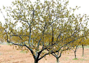 Zirai donun büyük zarara yol açtığı kayısıda destek beklentisi
