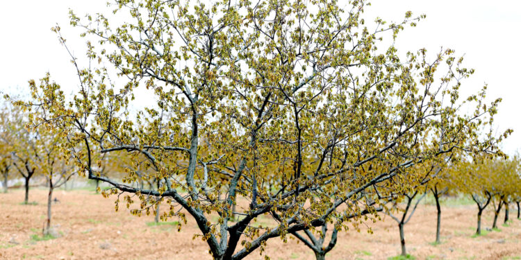 Zirai donun büyük zarara yol açtığı kayısıda destek beklentisi