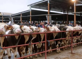 Balıkesir’de Şap hastalığı: 15 mahalle karantinaya alındı