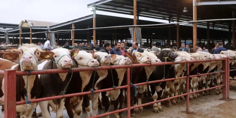 Balıkesir’de Şap hastalığı: 15 mahalle karantinaya alındı