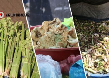 Şivişki Yaylası’nda pancar mesaisi: Hem şifa hem geçim kaynağı