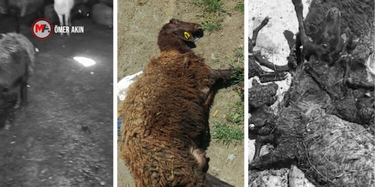 Valilik engeli nedeniyle onlarca hayvan öldü