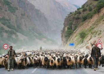 Colemêrg’te şap görüldü
