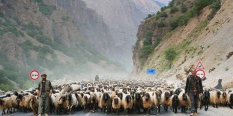 Colemêrg’te şap görüldü