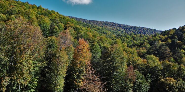 Ege kentlerinde ormana girişler yasaklandı