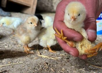 4 ayaklı civciv gündem oldu: Veteriner nedenini açıkladı