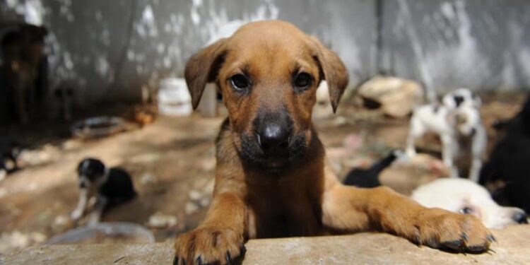 AYM’den sokak hayvanları düzenlemesine onay