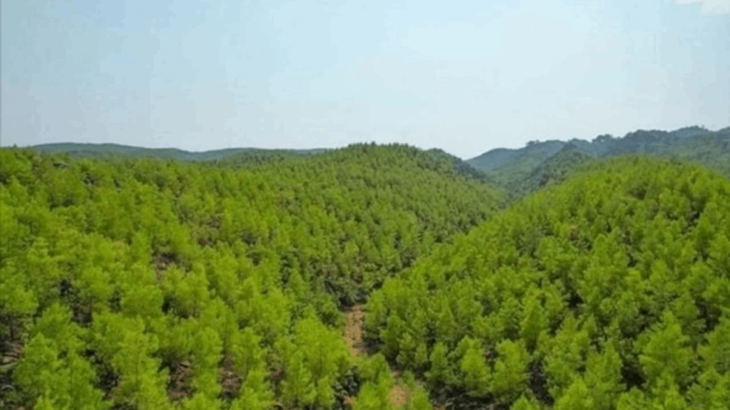 Alanya'da Apar Topar Orman İlan Edilen Alanlar Meclis Gündeminde: Vatandaşın Ne Günahı Var?
