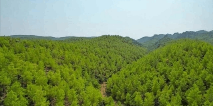 Alanya'da Apar Topar Orman İlan Edilen Alanlar Meclis Gündeminde: Vatandaşın Ne Günahı Var?