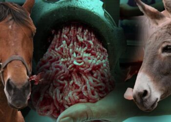 Bakanlık Tek Tek İfşa Etti: Kıymada Yine At ve Eşek Eti Skandalı