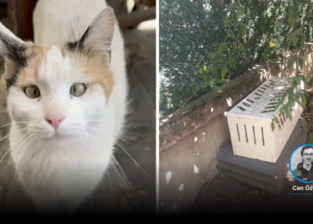 Belediye “Müdahale yetkimiz yok” dedi