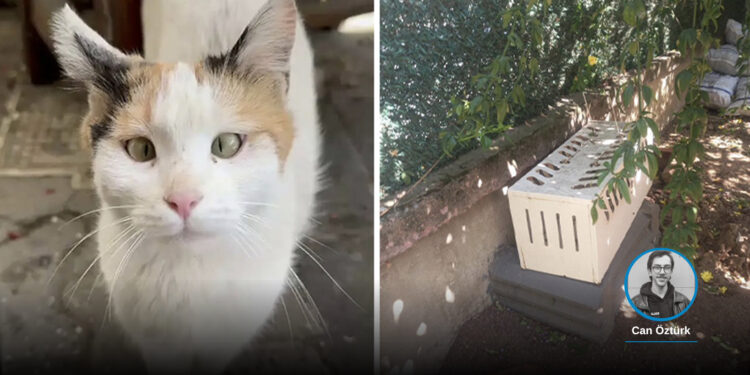 Belediye “Müdahale yetkimiz yok” dedi