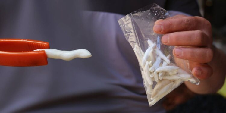 Bu Sakızın Fiyatı Yarım Altınla Yarışıyor! Faydaları Saymakla Bitmiyor, Bir Kez Satın Alan Vazgeçemiyor