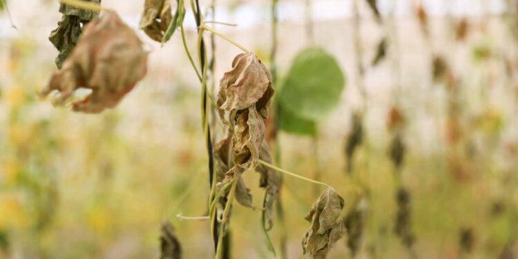 Buca Belediyesi’nin serasına sabotaj