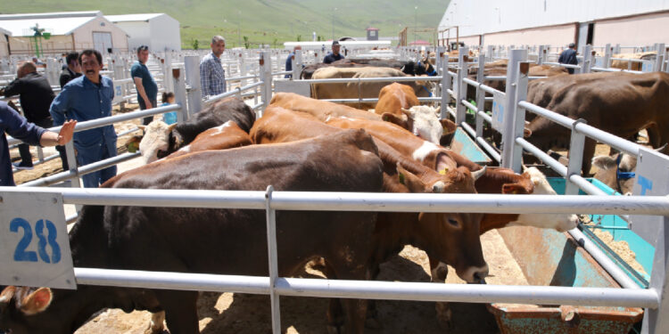 Doğu Anadolu'dan batıya yaklaşık 80 bin kurbanlık gönderildi
