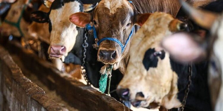 Etli Hayvanı Anlamanın En Kolay Yolu Bu