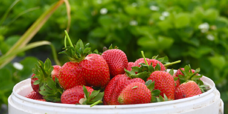 Genç çiftçilere üretim bilgisi, pazarlama danışmanlığı ve fide desteği sunulacak