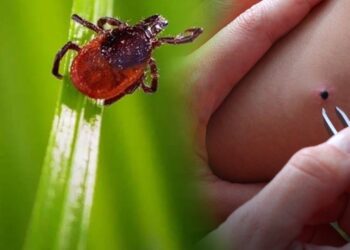 Kurban Bayramı Öncesi Kritik Uyarı! Kabus Geri Döndü, İlk Vaka Tespit Edildi