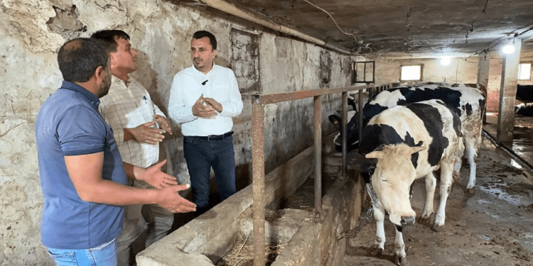 Kurban Bayramı Öncesinde Besiciler Maliyetlerin Yüksek Oluşuna İsyan Etti