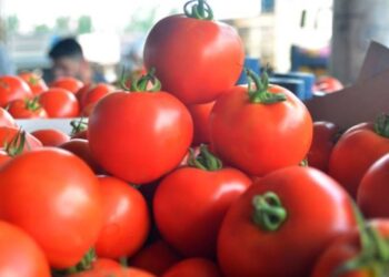 Markette Satılan Domateslerden Çıktı: Hepsi Toplatılıyor