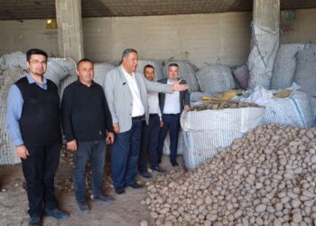Patates hayvan yemi oldu: Çiftçi 1 liraya satamıyor, vatandaş 40 liraya alıyor