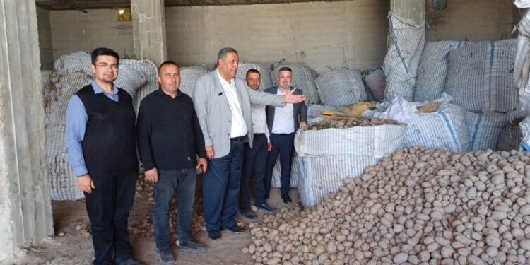 Patates hayvan yemi oldu: Çiftçi 1 liraya satamıyor, vatandaş 40 liraya alıyor