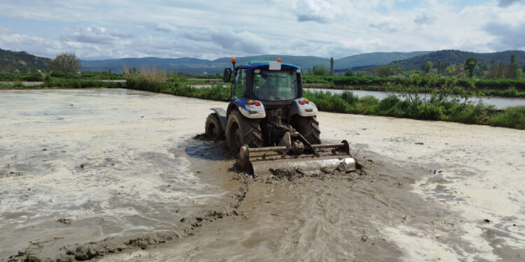 Sinop'ta 18 bin dekar alanda çeltik ekimine başlandı