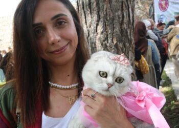 Tokat'ta Kedi Güzellik Yarışması Düzenlendi