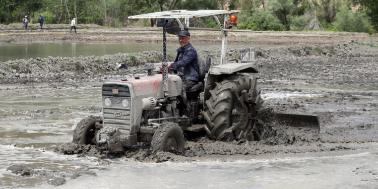 Türkiye'nin ilk çeltik fabrikasının kurulduğu Tosya'da çeltik ekimi başladı