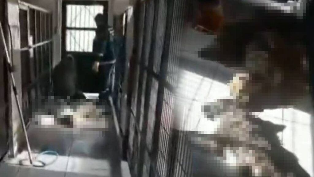 Vahşetin Adresi Bu Kez Bursa! Hayvan Barınağında Yine Köpek Katliamı