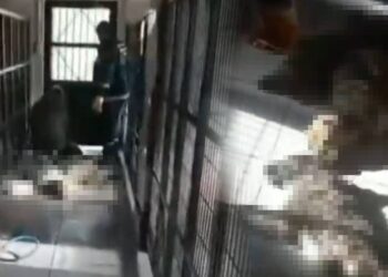 Vahşetin Adresi Bu Kez Bursa! Hayvan Barınağında Yine Köpek Katliamı