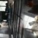 Vahşetin Adresi Bu Kez Bursa! Hayvan Barınağında Yine Köpek Katliamı