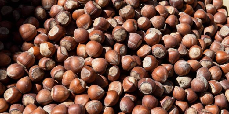 Fındıkta kayıp yüzde 100’ü buluyor