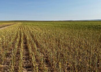 Kulu ve Cihanbeyli’de tarlalarda verim yüzde 80 düştü