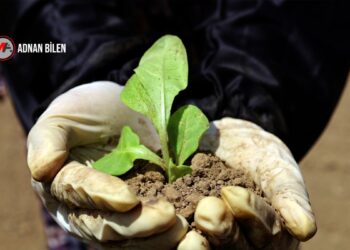 Bedlîs’in son tütüncüleri kriz ve yasaklara direniyor