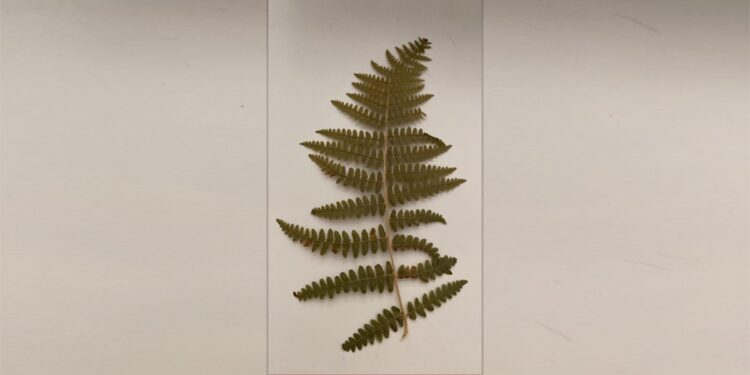 İmralı’dan Jineoloji Akademisi’ne mektup: Yarım kalan projem Jineoloji ile yol aldı