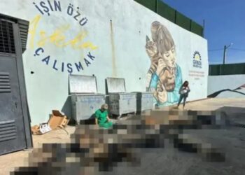 Hayvan katliamı dosyasında kamu görevlilerine soruşturma izni verilmedi