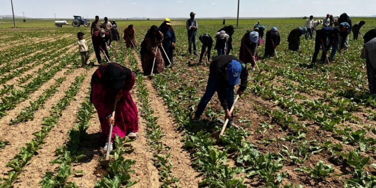 12 saat güneşin altında çapa sallayan işçiler: Geçinemiyoruz