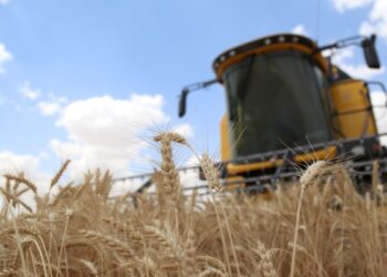 TMO buğday ve arpa alım fiyatını açıkladı: Çiftçi hüsrana uğradı