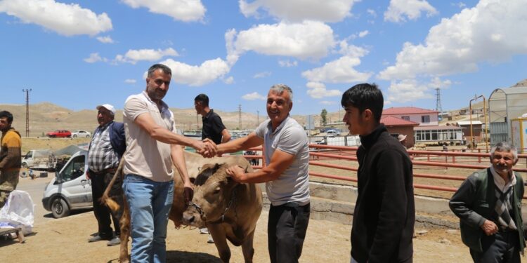 Kriz hayvan pazarını da vurdu: Ekonomi ancak barışla düzelir