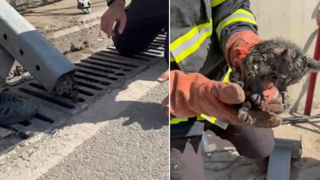 Alt Geçitte Sıkışan Yavru Kedi İtfaiye Tarafından Kurtarıldı