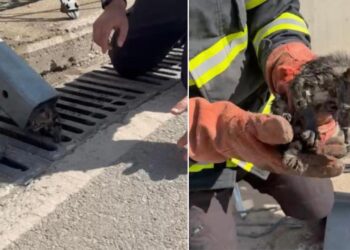 Alt Geçitte Sıkışan Yavru Kedi İtfaiye Tarafından Kurtarıldı